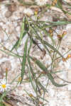 Perennial saltmarsh aster